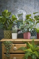 Kunstplant Mica Pilea in pot 35x25cm 1 Stuk-3