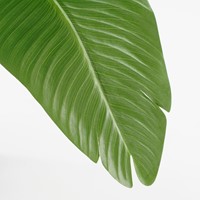 Kunstplant Mica Bananen boom in pot 1 Stuk-1