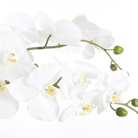 Kunstplant Mica Phalaenopsis orchidee wit 1 Stuk-1