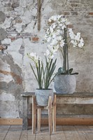Kunstplant Mica Phalaenopsis orchidee wit 1 Stuk-2