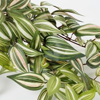 Kunstplant Mica Tradescantia hangend groen 1 Stuk-2