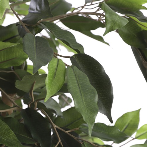 Kunstplant Mica Ficus groen in pot 1 Stuk-2