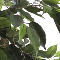 Kunstplant Mica Ficus groen in pot 1 Stuk-2