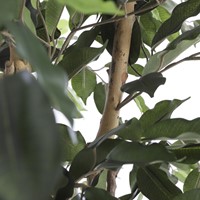 Kunstplant Mica Ficus groen in pot 1 Stuk-1