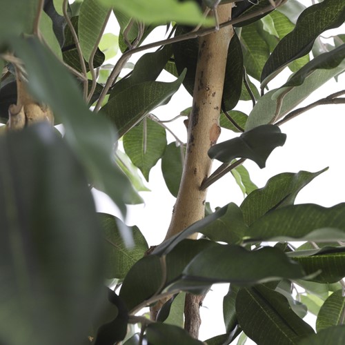 Kunstplant Mica Ficus groen in pot 1 Stuk-1