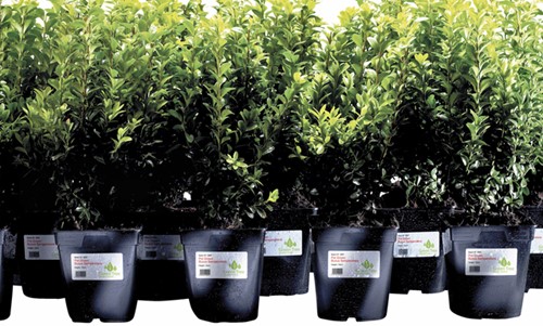 Etiket Avery L4774-20 99.1x139mm wit 80st 20 Vel-2